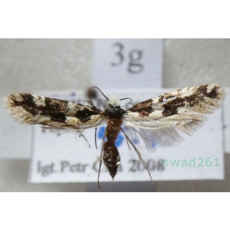 Neurothaumasia ankerella (Mann, 1867) Czech3g